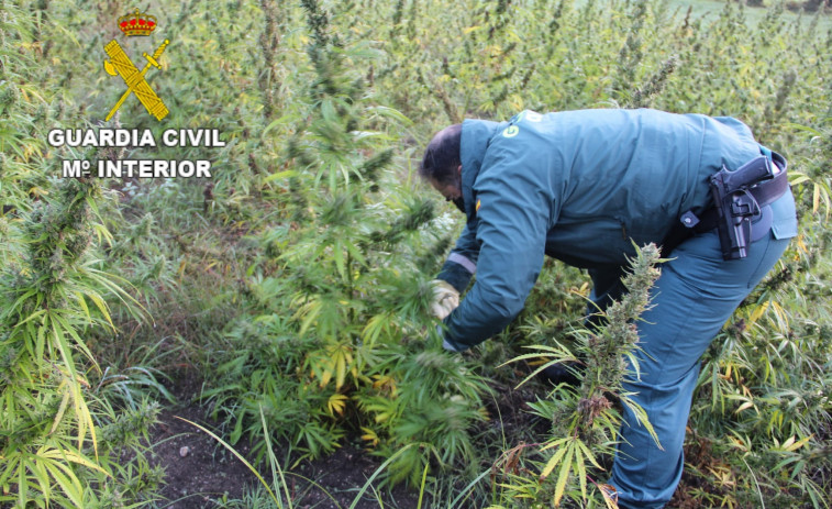 La Guardia Civil descubre una plantación al aire libre con más de 2.500 plantas de marihuana en Outes