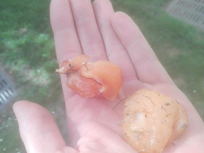 Comida perros alfileres