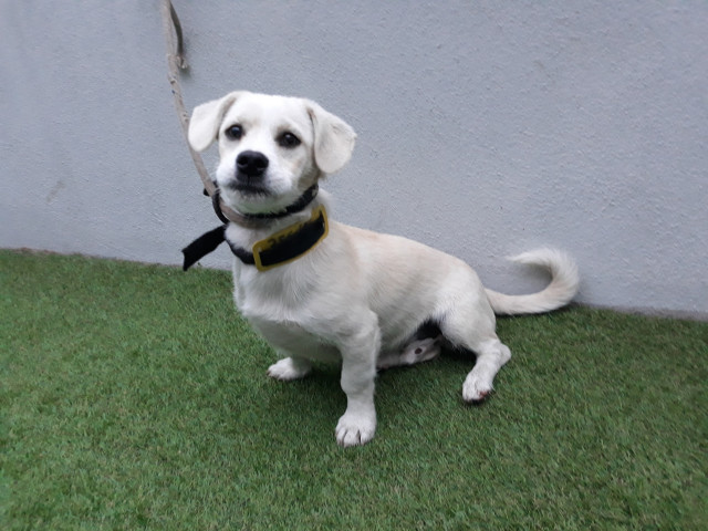 Gim, perro adoptado en el Centro de Acollida e Protección de Animais (CAAN) de la Diputación de Pontevedra, en Meis.