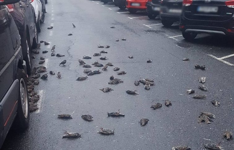 El misterio de los estorninos de Ferrol: 150 pájaros mueren a la vez en pleno vuelo llenando la calle