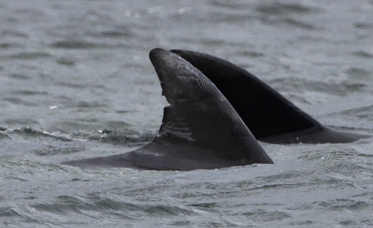 Carrera para salvar a tres delfines atrapados en a Illa da Toxa, una trampa para algunos cetáceos