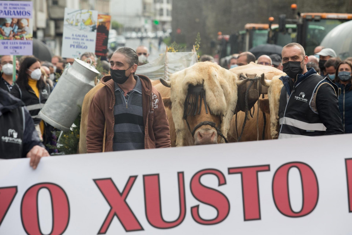 Dos ganaderos con sus vacas, durante una tractorada convocada por Agromuralla en Lugo para exigir mejor precio de la leche, a 4 de noviembre de 2021, en Lugo, Galicia (España). La tractorada en la qu
