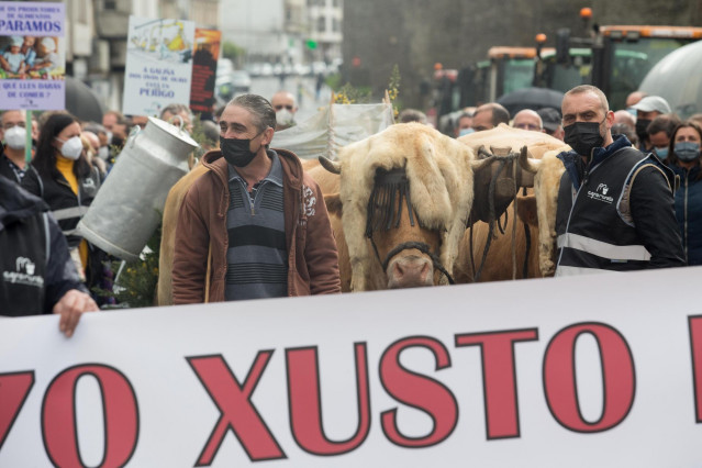 Dos ganaderos con sus vacas, durante una tractorada convocada por Agromuralla en Lugo para exigir mejor precio de la leche, a 4 de noviembre de 2021, en Lugo, Galicia (España). La tractorada en la que han participado 1.000 personas y 22 tractores, ha sido