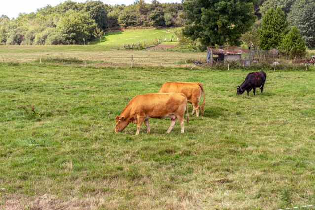 Vacas pastando en el campo