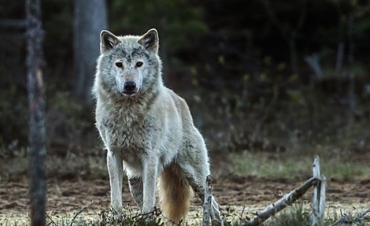 Las cuatro comunidades loberas rechazan el borrador de la nueva estrategia estatal del lobo, que sigue estancada
