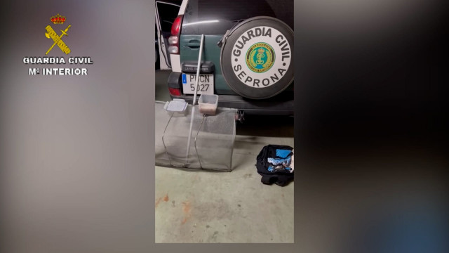 Marisco ilegal intervenido por la Guardia Civil en la provincia de A Coruña.