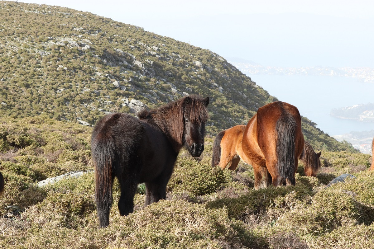 Caballos salvajes en Galicia