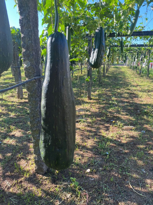 Archivo - Cultivo de luffa en Caldas de Reis