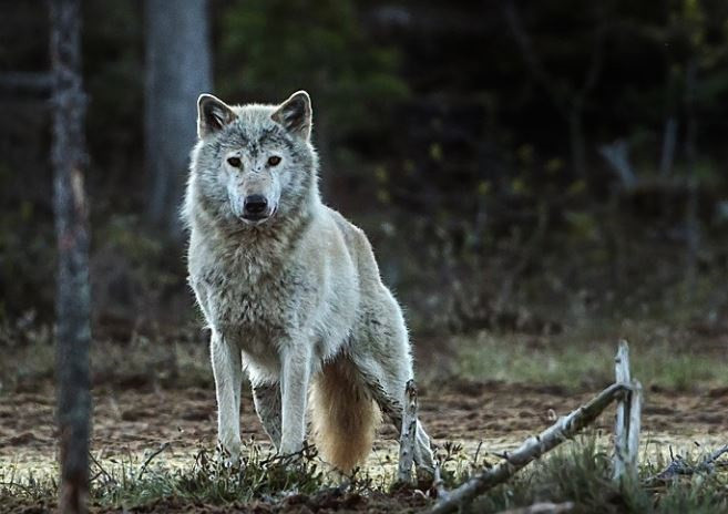 El lobo noruego-sueco probablemente se haya ido para siempre. La población actual desciende de los lobos finlandeses que emigraron después de que exterminamos a nuestros propios lobos hace unos 50 a