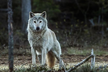 El lobo noruego-sueco probablemente se haya ido para siempre. La población actual desciende de los lobos finlandeses que emigraron después de que exterminamos a nuestros propios lobos hace unos 50 a
