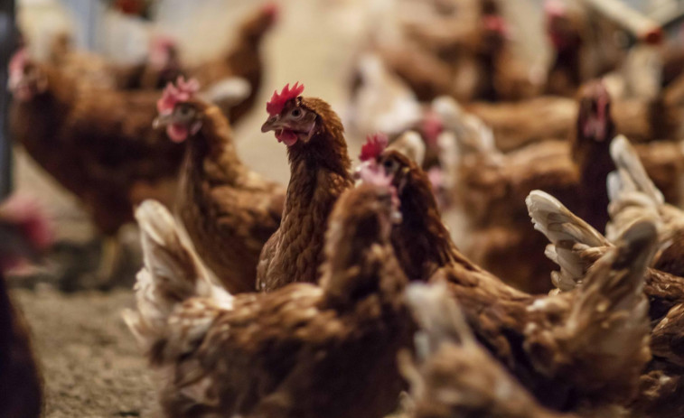 La gripe aviar confina aves en parte de Galicia aunque no hay casos recientes de transmisión a humanos