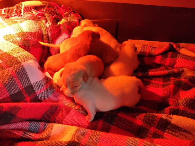 Rescatados por el CAAN de Pontevedra siete cachorros abandonados en contenedores de Lalín y Pontecesures