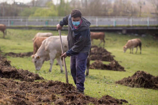 Archivo - Roberto extiende estiércol en la finca donde pastan sus vacas del barrio de A Tolda, en Lugo, Galicia (España), a 24 de marzo de 2021. El sector primario ha sido fundamental durante la pandemia. Agricultores y ganaderos han dado lo mejor de sí m