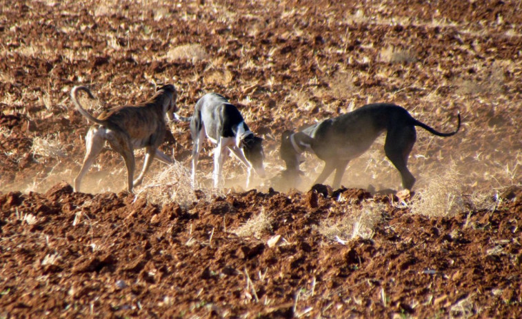 ​La Ley de Bienestar Animal “no contempla la segregación” de los perros de caza, pese a los intentos de Agricultura