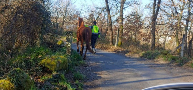 La Guardia Civil de Ourense retira de la N-525 un caballo que se había escapado de una finca e irrumpió en la calzada.