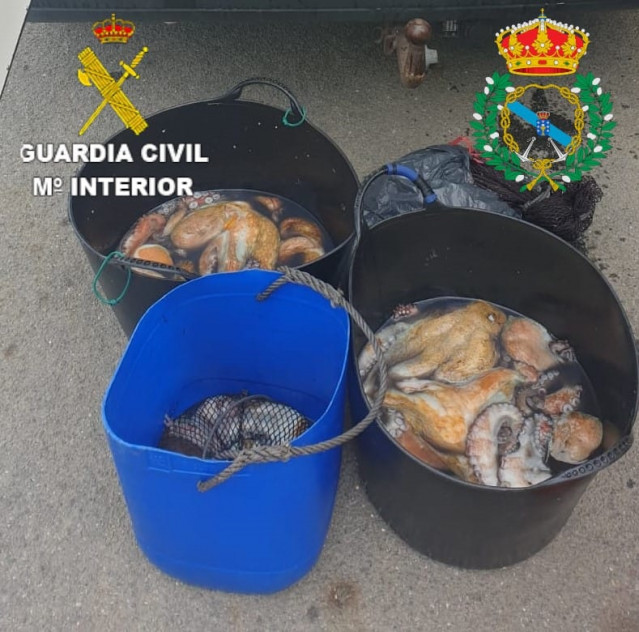 Casi 100 kilos de pulpo incautados en Camariñas (A Coruña)