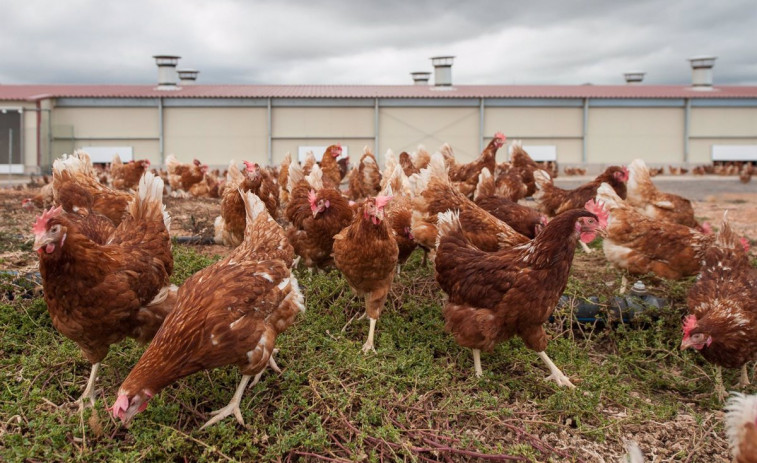 ​El Corte Inglés refuerza su compromiso con el bienestar animal en productos como el pollo, huevos o embutidos