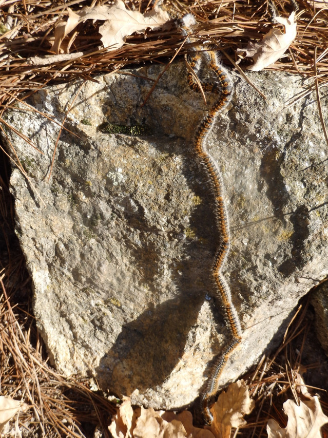 Primeras orugas de procesionaria observadas por la estación de Areeiro.