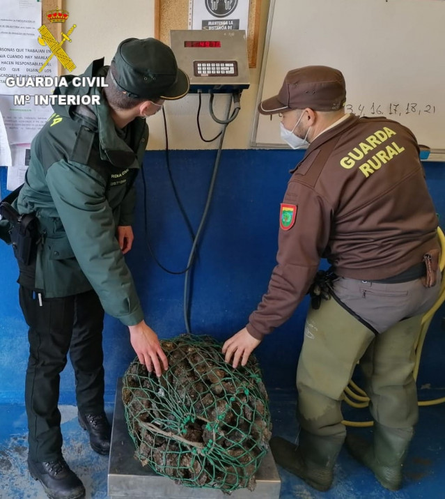 Ostras incautadas en un operativo contra el furtivismo en Mugardos.