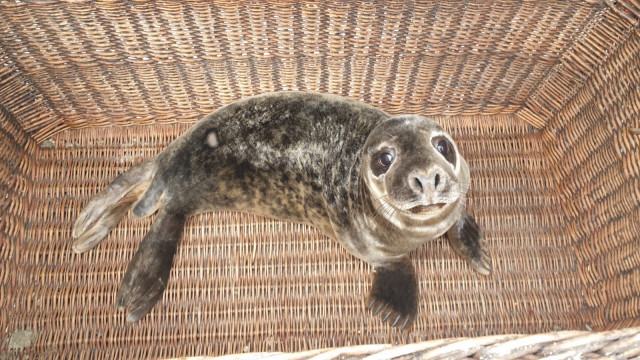 Lobo marino ceniciento 'Cadrado', que se recupera en el Instituto Galego de Formación en Acuicultura de A Illa de Arousa (Pontevedra).