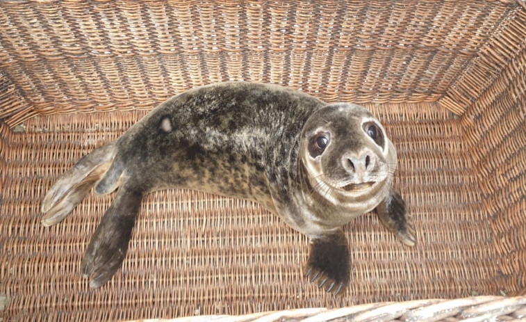 'Cadrado', un lobo marino rescatado tras quedar atrapado en un barco, se recupera en el Igafe de A Illa​