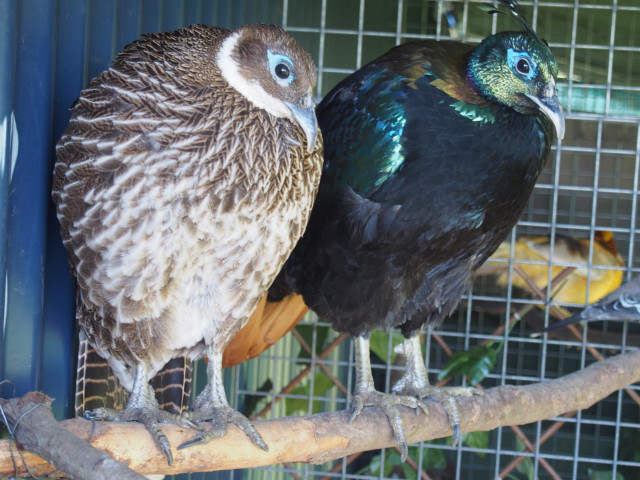 Pareja de faisanes monales del Himalaya, especie en peligro de extinción, y que fueron intervenidos a un vecino de la comarca de Terra Chá.