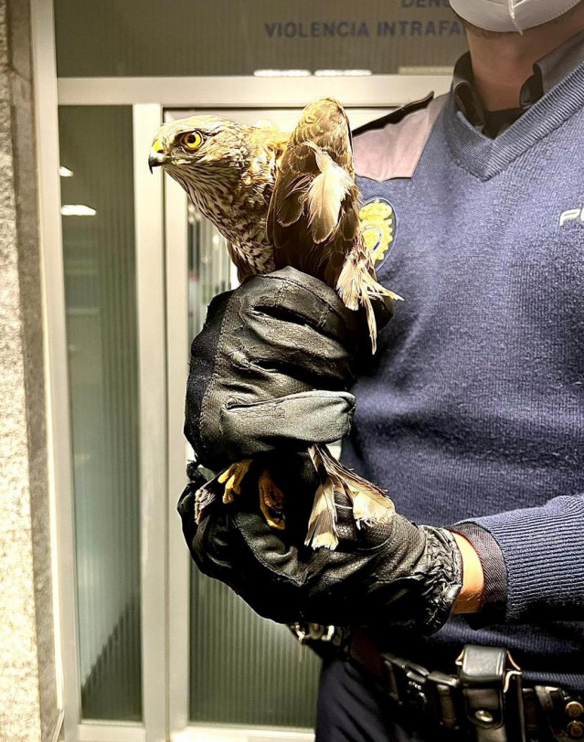 Gavilán herido, rescatado por agentes de la Policía Autonómica en Santiago de Compostela.