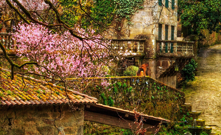 Se adelanta la primavera con la floración de los cerezos japoneses del Pazo do Faramello, el más visitado de Galicia