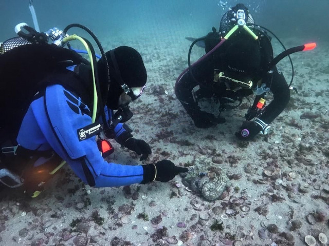Científicos liberan en las Islas Cíes pulpos eclosionados en cautividad y salvajes para estudiar su comportamiento.