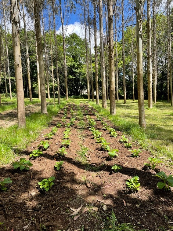 Patatas sembradas en plantación intensiva de eucaliptos en la Cátedra Hijos de Rivera – UDC