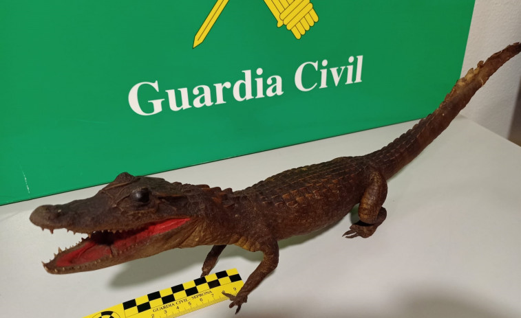 La Guardia Civil interviene un caimán en A Coruña en una operación contra el tráfico ilegal de especies​