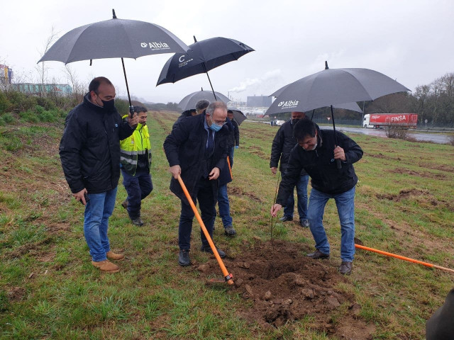 El alcalde de Santiago, Xosé Sánchez Bugallo, plantando un carballo en la plantación organizada por el Grupo Albia en el polígono de Tambre.