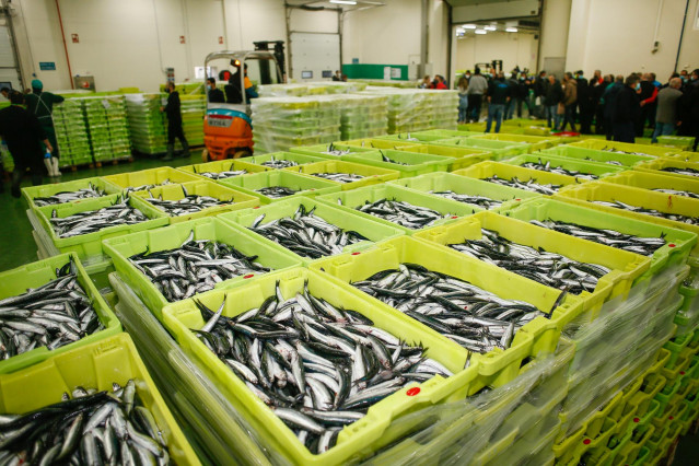 Archivo - Cajas repletas de anchoas durante la campaña de pesca, a 26 de abril de 2021, en el muella de Burela, Lugo, Galicia, (España). El bocarte o anchoa de buen tamaño ha aparecido este año entre Avilés y Burela, lo que ha provocado una concentración