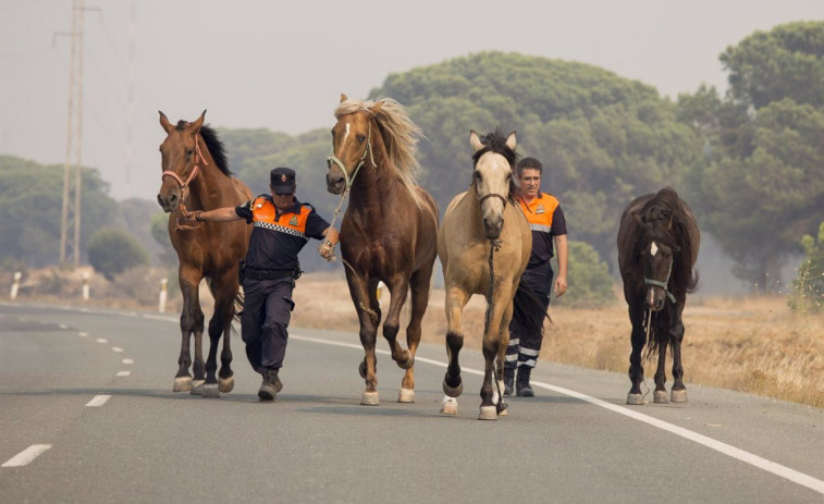 Colisión entre un coche y varios caballos en una carretera de Muras se salda con varios animales muertos
