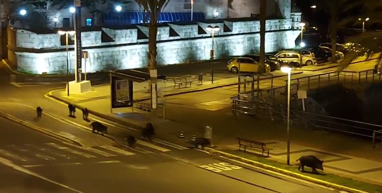 (VÍDEO) Una estampa cada vez más común: una manada de jabalís se pasea de noche por Ferrol y toma la zona portuaria