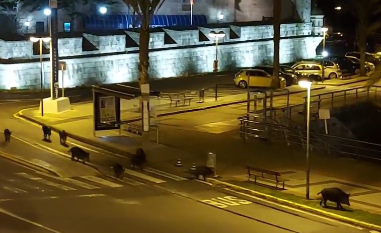 (VÍDEO) Una estampa cada vez más común: una manada de jabalís se pasea de noche por Ferrol y toma la zona portuaria