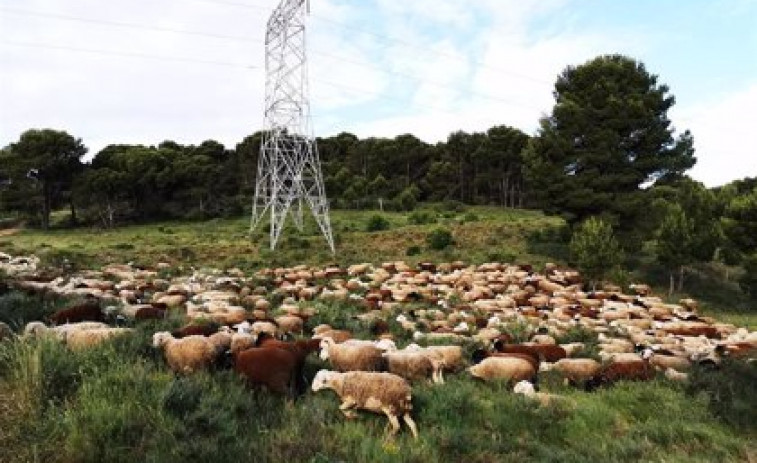 Naturgy utiliza un modelo pionero de pastoreo para controlar la vegetación en los tendidos eléctricos de Vilariño de Conso​