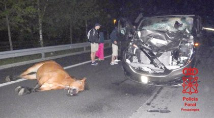 Prácticamente uno de cada cinco accidentes de tráfico por animales en España ocurren en carreteras gallegas​