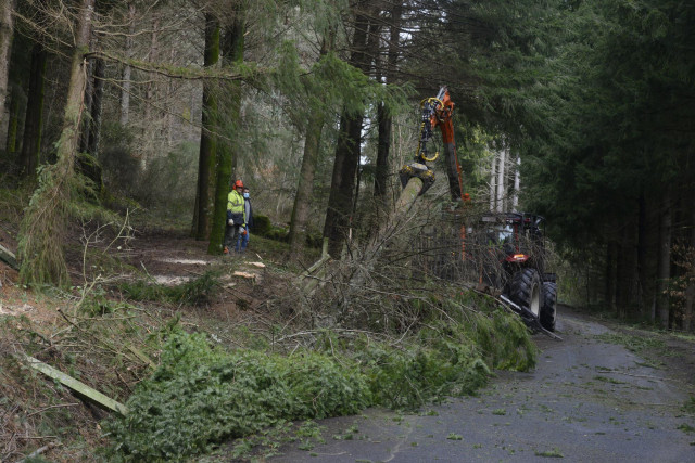 Operarios durante la tala de árboles prevista para modificar el espacio en la carretera que da acceso al Monasterio de San Pedro de Roca, a 10 de marzo de 2022, en San Pedro de Rocas, Esgos, Ourense, Galicia (España).