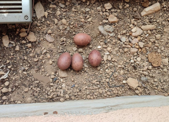 Huevos localizados en un nido de halcón peregrino en Lugo