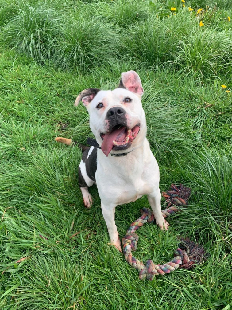 ¿Mi perro es hiperactivo?