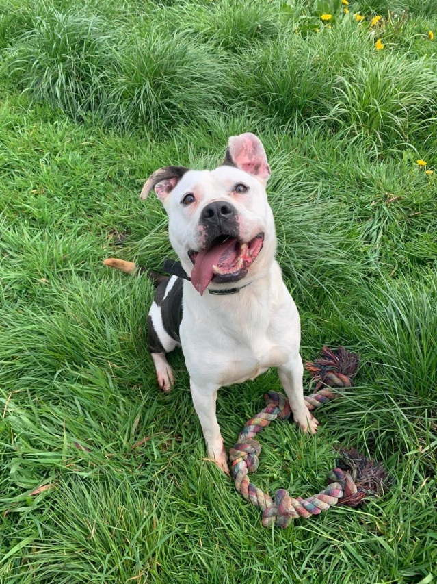 Perro 'Posto', adoptado en Cardiff.