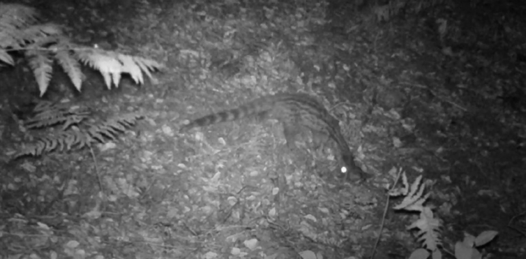 ​(VÍDEOS) Martas, ginetas, zorros, tejones, corzos…Todo esto recogen las cámaras de los bosques gallegos
