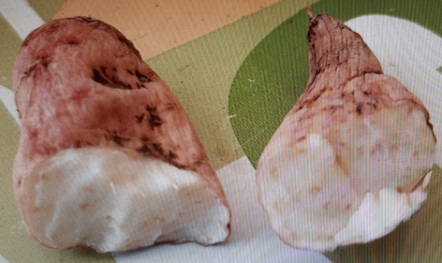 Tubérculo encontrado en la casa del vecino de Bergondo (A Coruña) que falleció tras su consumo