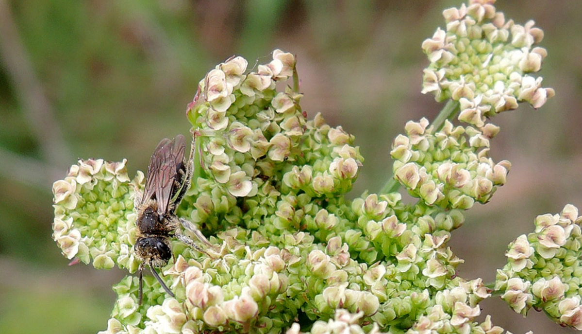 Hojas de Oenanthe SPP
