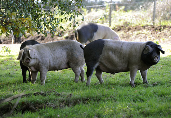 A la busca del 'superporcocelta': un proyecto científico avanza en la mejora genética de los marranos del país