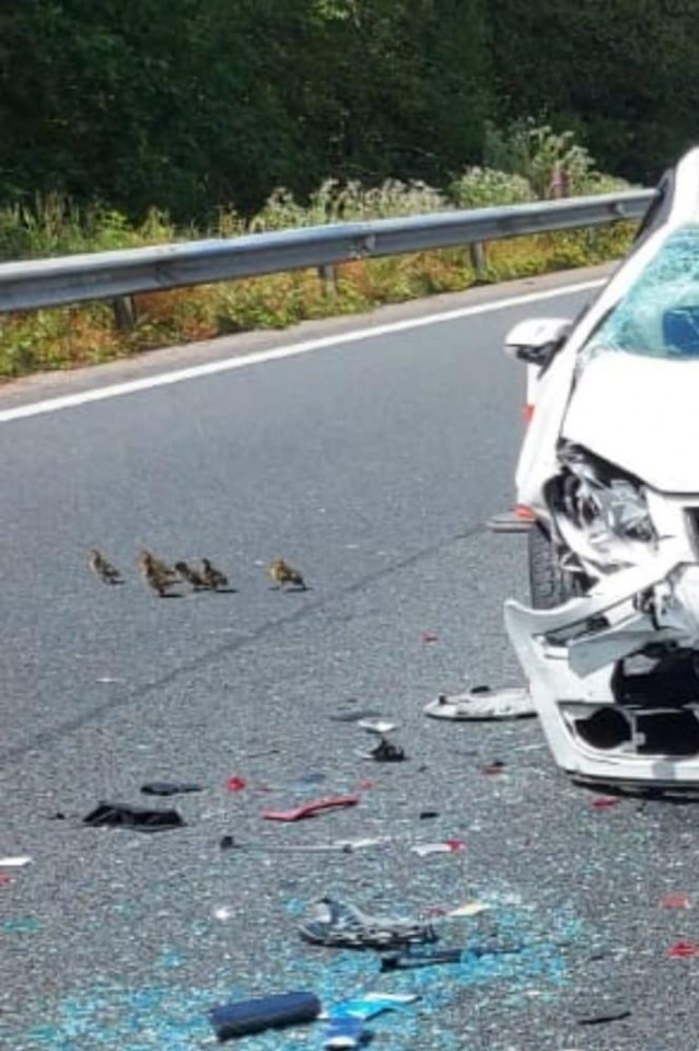 Unos patos cruzan la AP-9  en el accidente que afectó al diputado Gonzalo Caballero