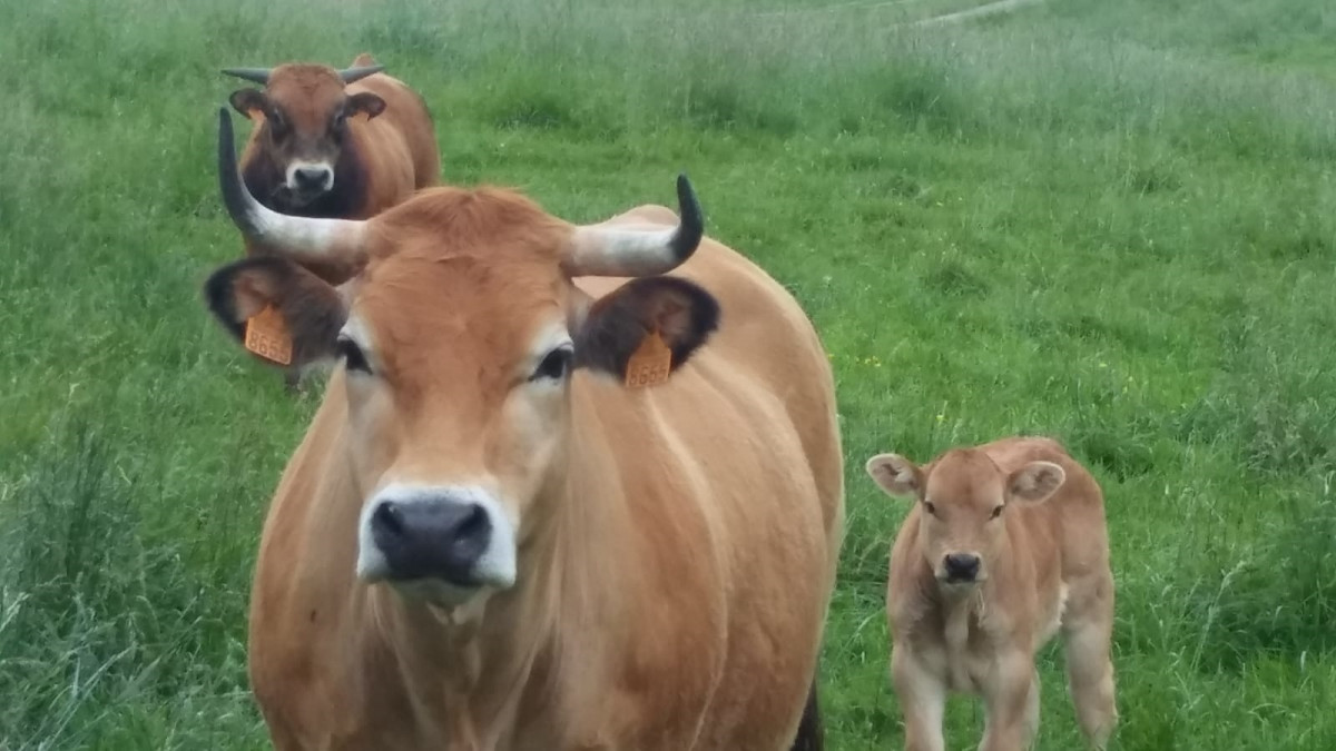Vacas en Cantabria. Ganado bovino.