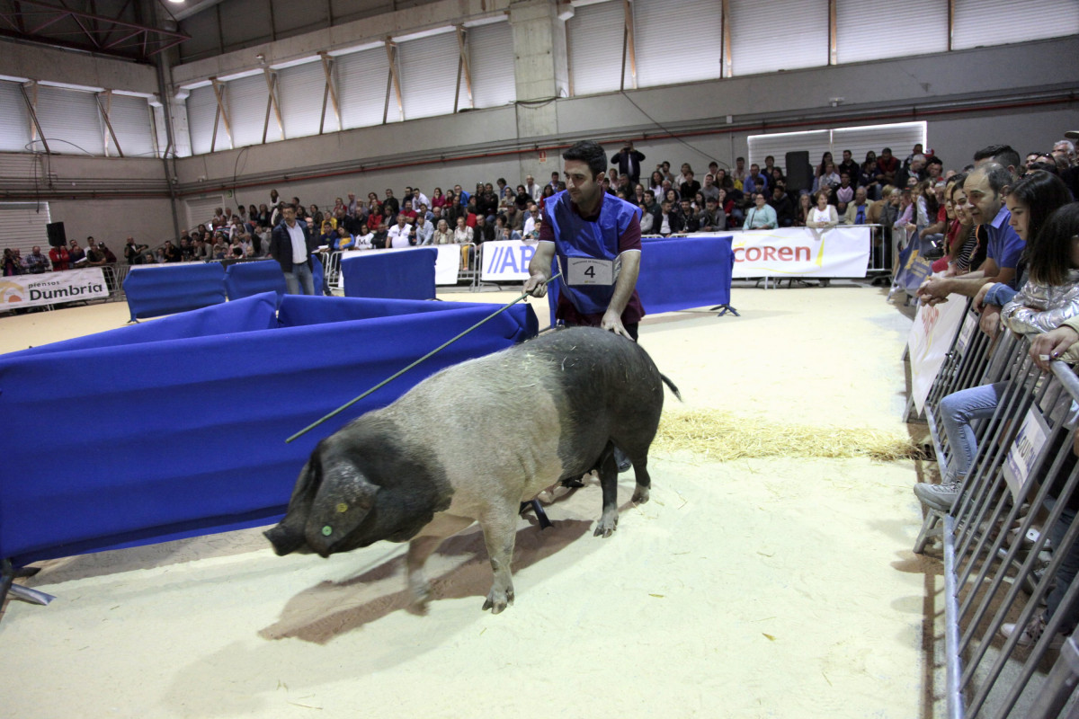 Participantes no II Concurso Nacional de Manexo de Porco Celta