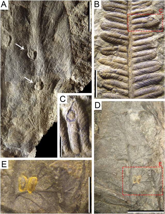 Registros fósiles de plantas de la zona cantábrica, en un estudio elaborado por investigadores de la UVigo y otros colegas, que lograron identificar los indicios de puesta de huevos de insectos en plantas más antiguos de la Península.
